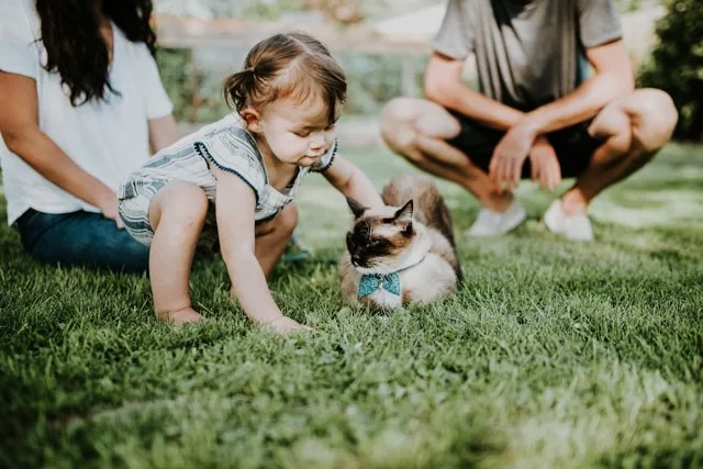 Introducing Your Pet to the New Baby