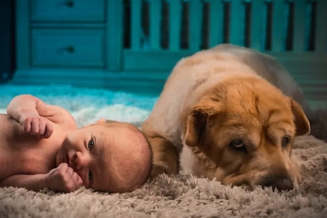 dog and baby sleeping